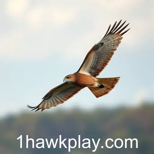 Hawk Play Soars in 2025 Online Gaming Scene